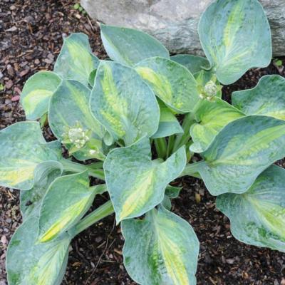 Hosta 'Rhino Hide' Hosta 'Rhino Hide'